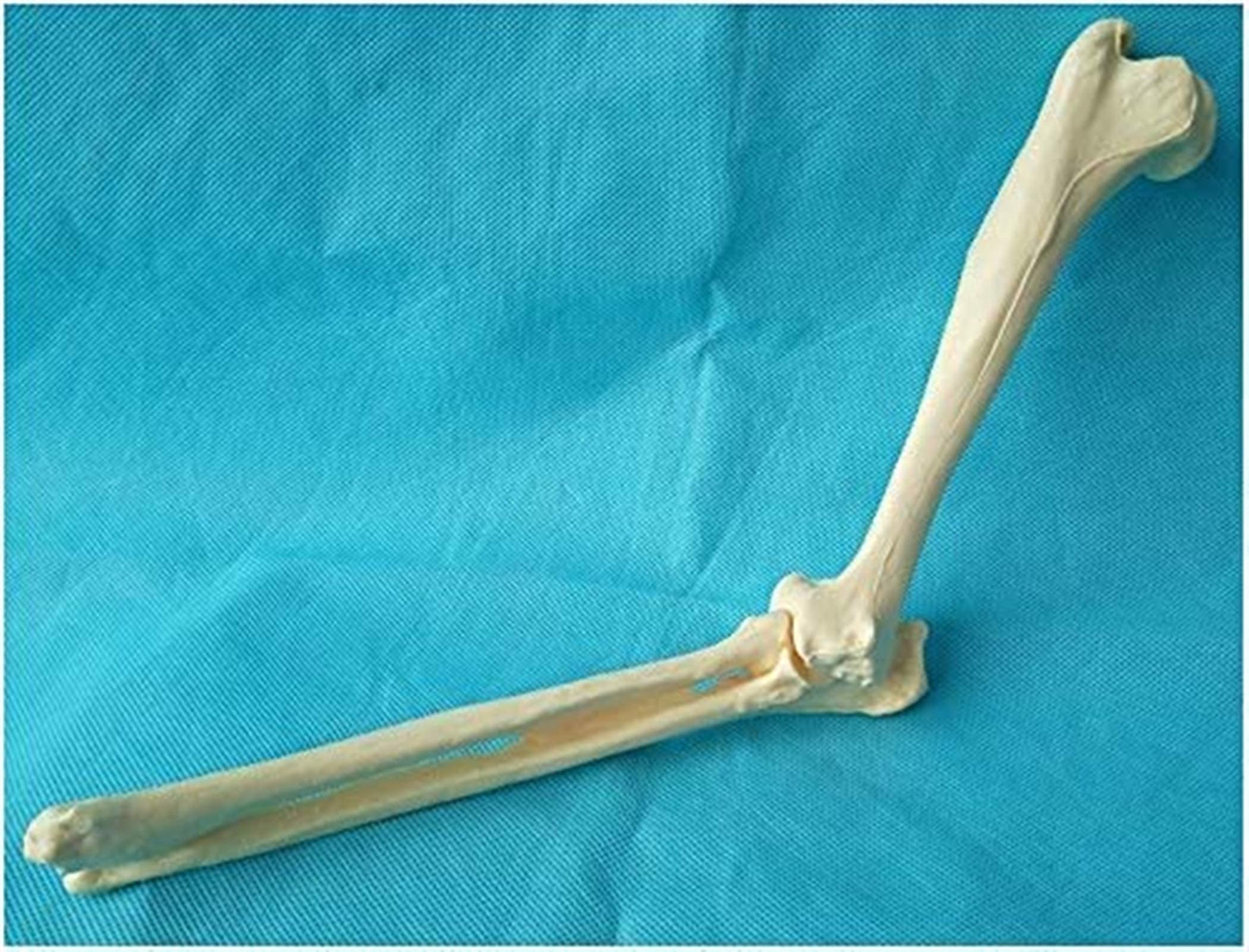 Radius Ulna Dog