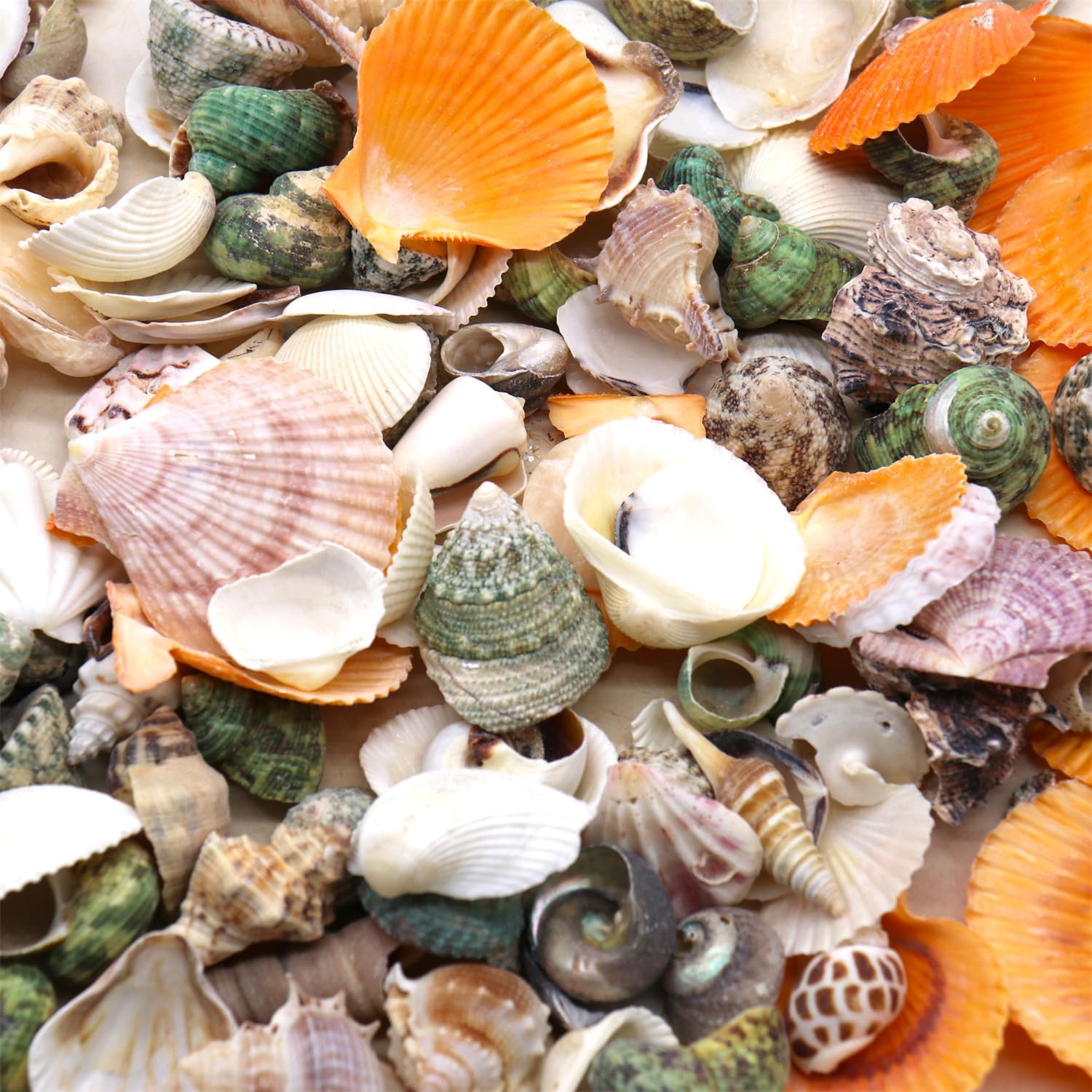 Real Sea Shells for Crafts, Aquarium – Beach Themed Party Decorations for Home – Small Colored Seashells for Decor in Bulk – 150 PCs (1/2 to 2 Inch)
