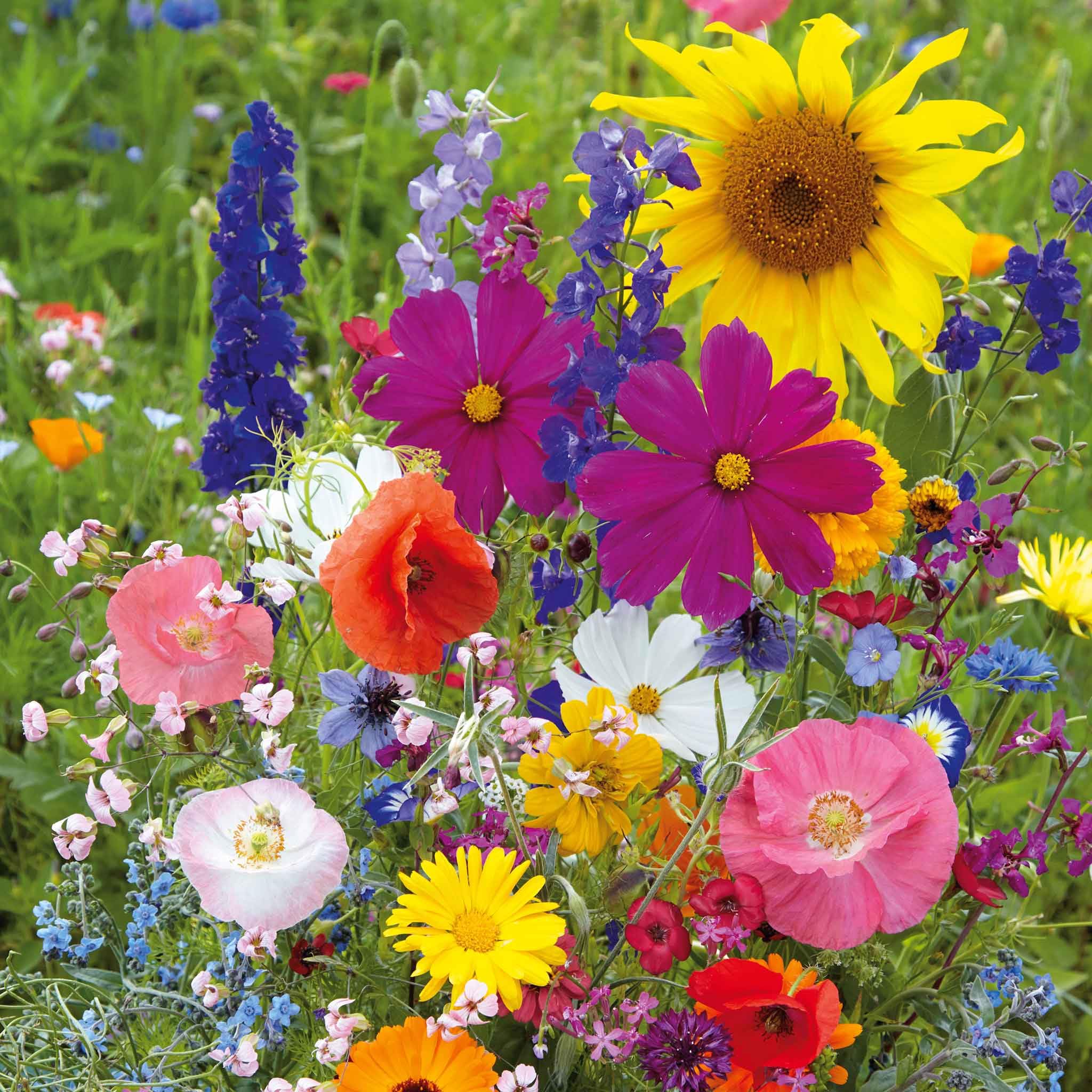 Eden Brothers Fairytale Flower Mixed Seeds