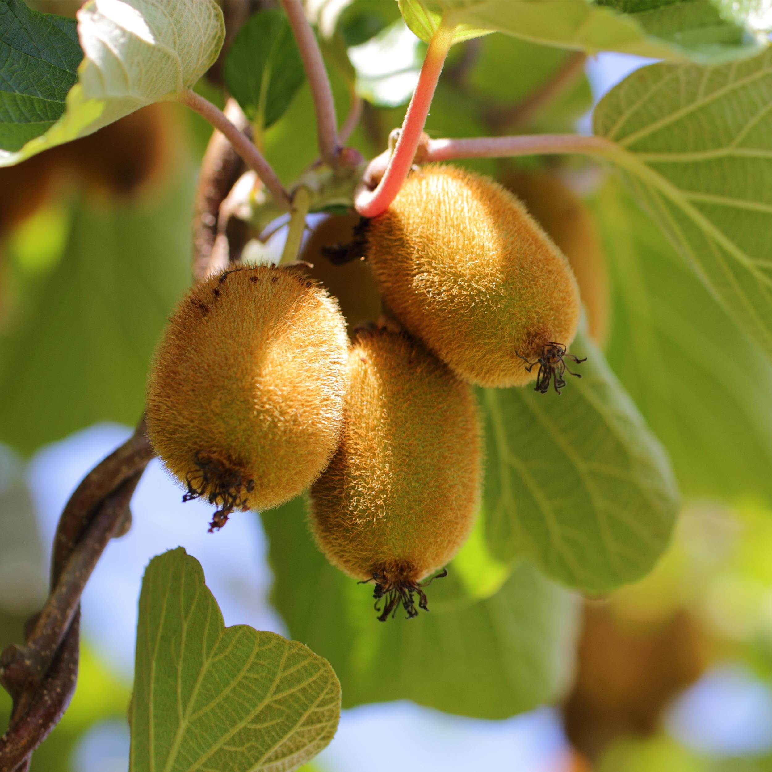 Actinidia Weiki & Golden Kiwi - Planta de Kiwi - 1 Macho - 3 Hembras - Plantas - Amarillo - 40-50cm - Ø15cm - Planta de jardín - Verduras y frutas