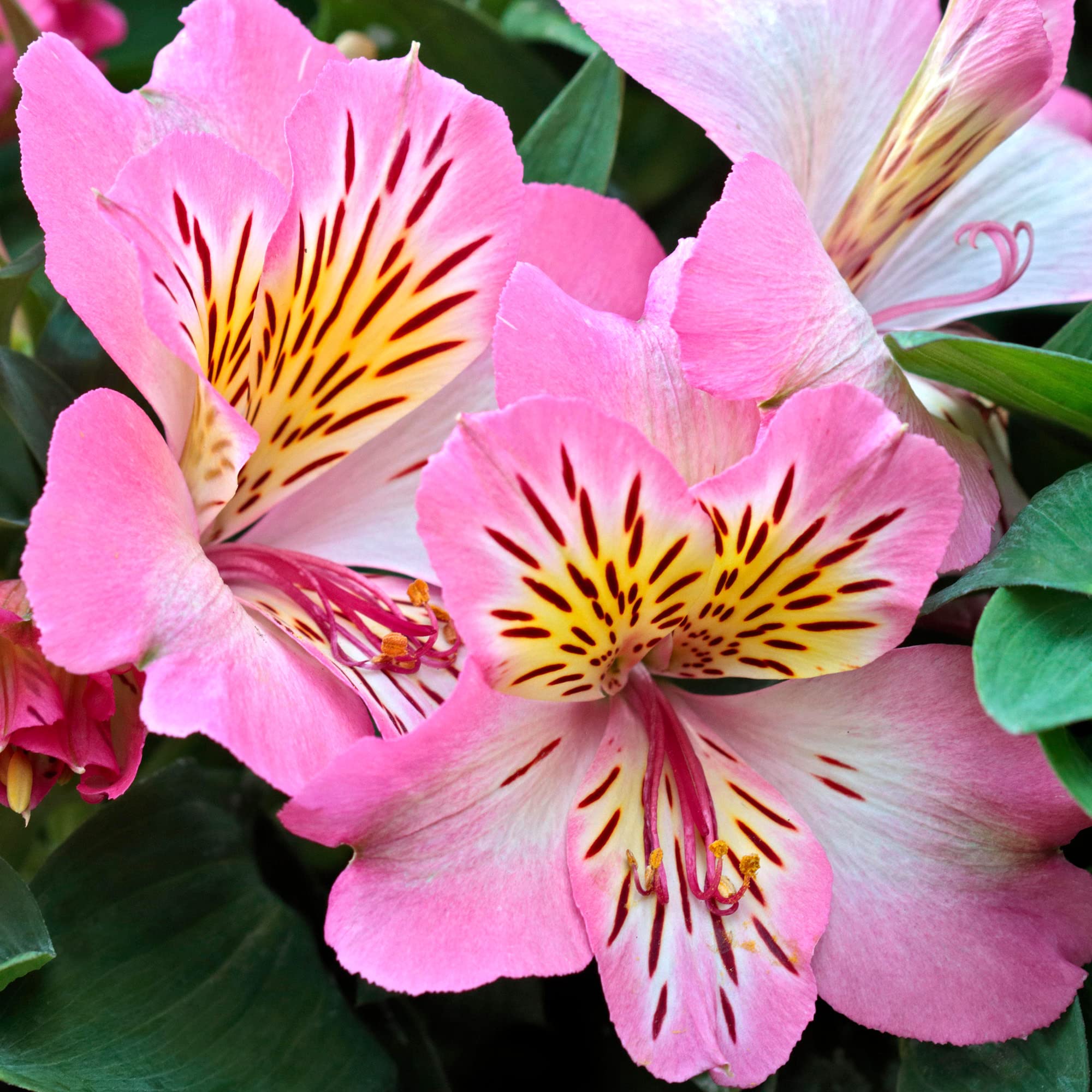 Alstroemeria Inticancha Sunshine - Peruvian Lily | Deciduous Garden Perennial (20-30cm Incl. Pot)