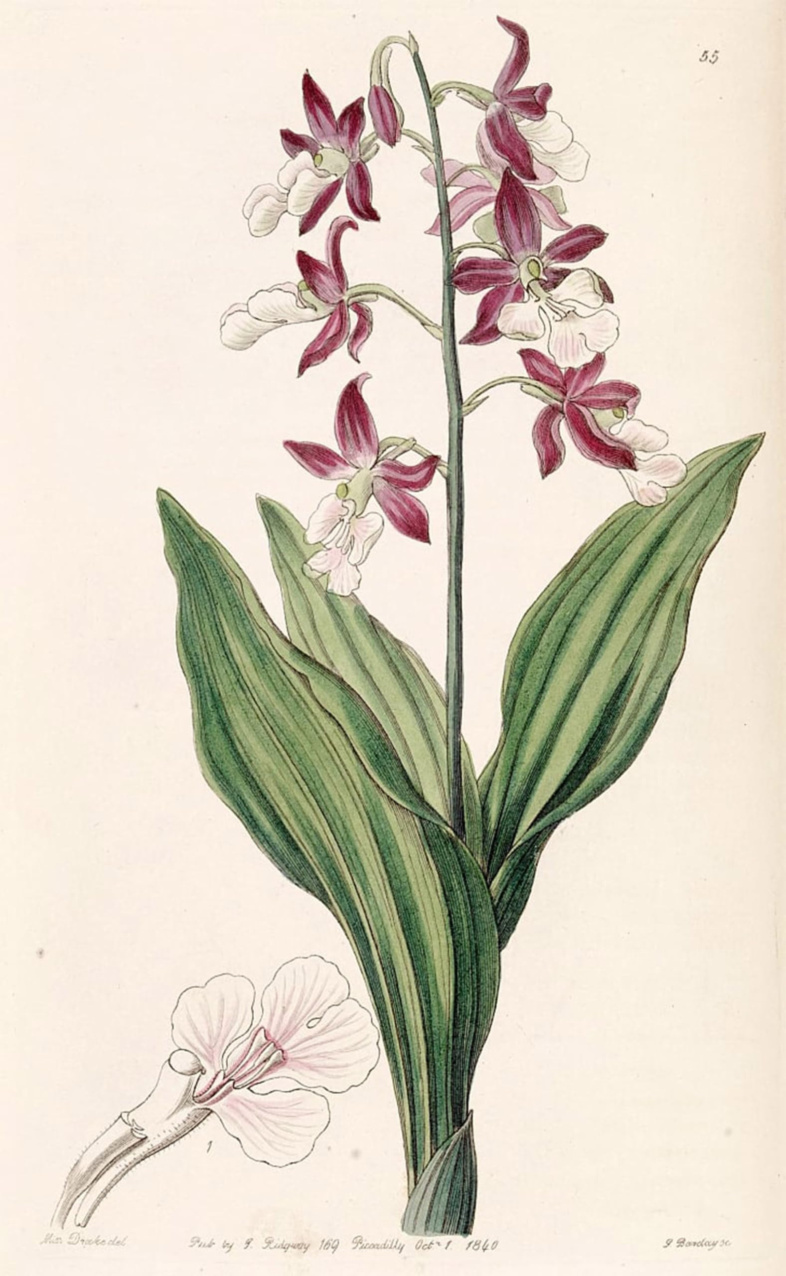 POSTERIIk Vintage Art Print Images Pictures Print Calanthe Discolor by Famous Artist Modern Colour Posters for Office Home Decor 60x90cm