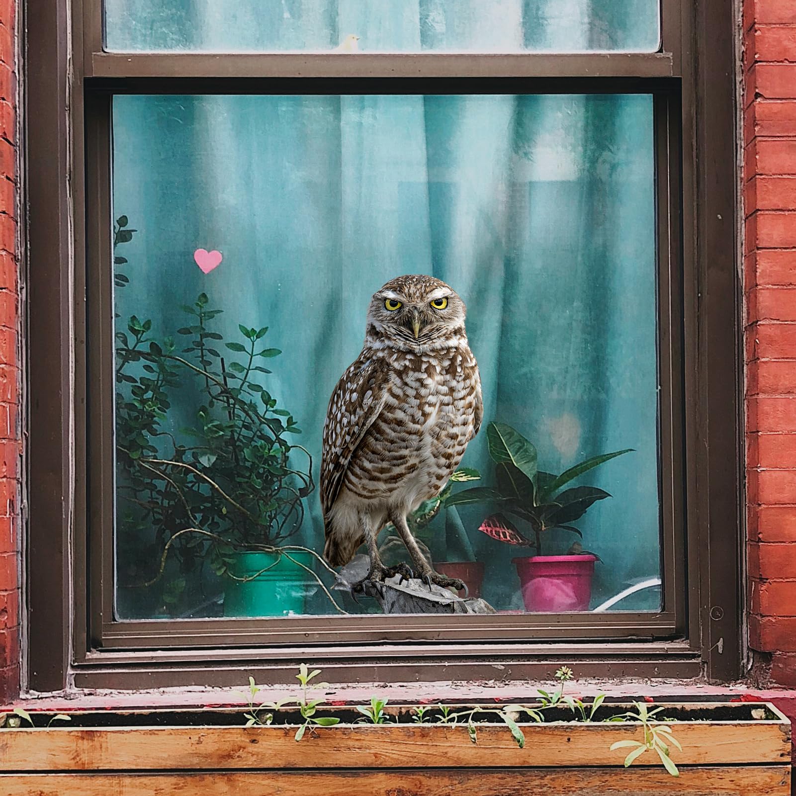 Realistic Owl Window Decal, Removable Vinyl Decal, Living Room, Bedroom, Bathroom Window Decorations (6 X 9.8) Inches