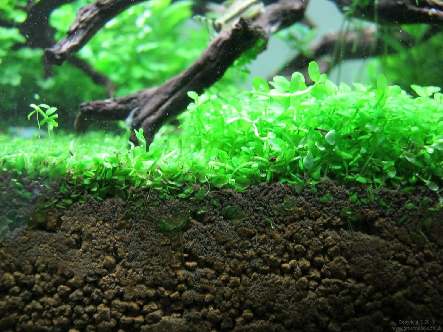 Foreground Potted Live Aquarium Plants | Freshwater Aquatic Plants for Aquariums (Potted Monte Carlo, 5 Pack)