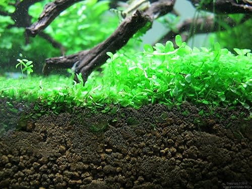 Vista 12 de Plantas de acuario vivas en maceta Plantas acuáticas de agua dulce para acuarios (Moneywort)