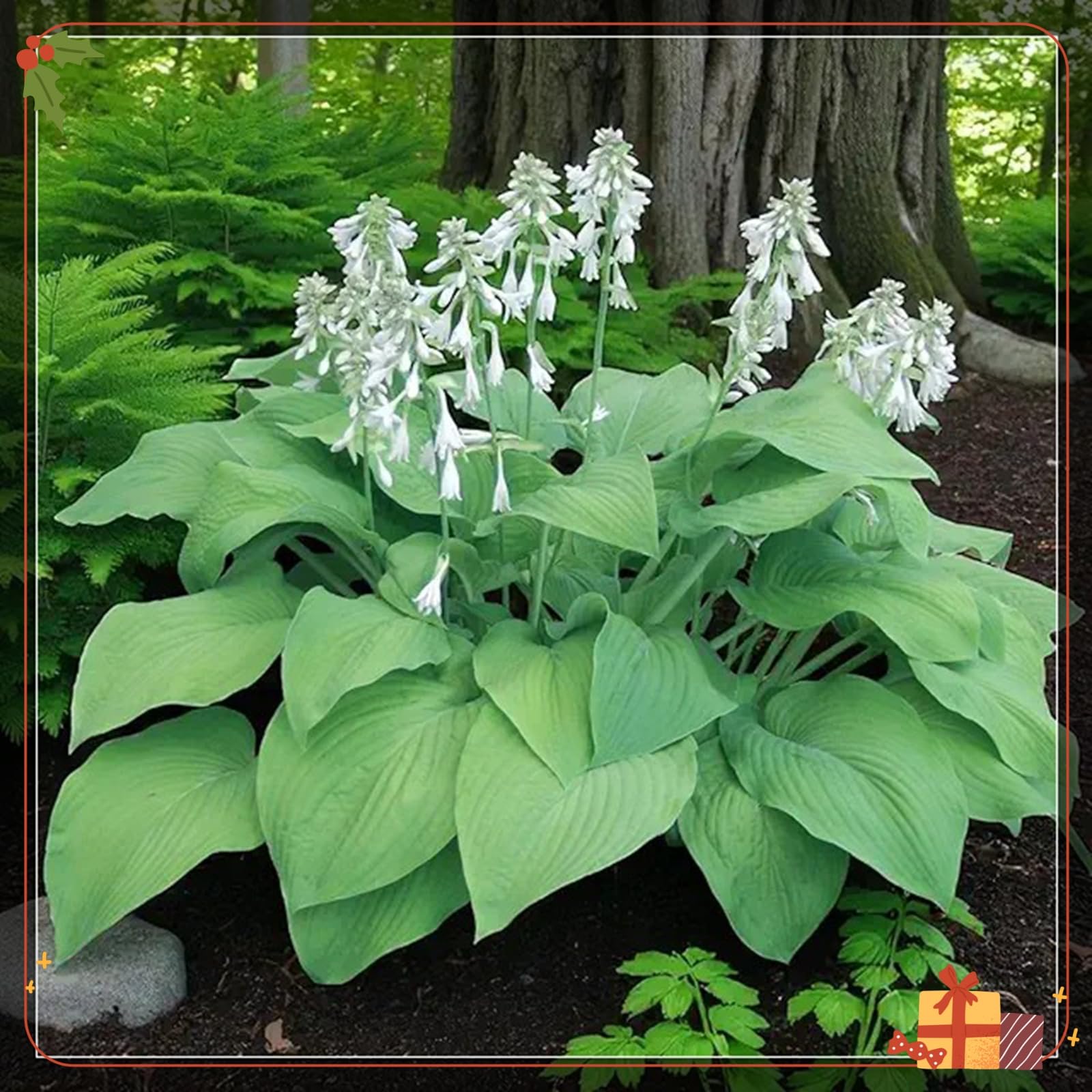 Premium Hostas Seeds - Simple to Grow – Perfect for Gardens, Enchanting Displays Hardy Hostas-500Count-H
