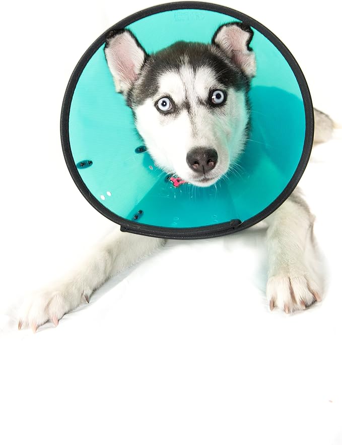 Smart Collar Size 2 Medium (Neck 2330cm)Assortment Amazon.co.uk