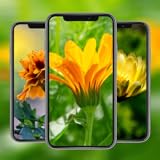 Minimal & Easily User Interface