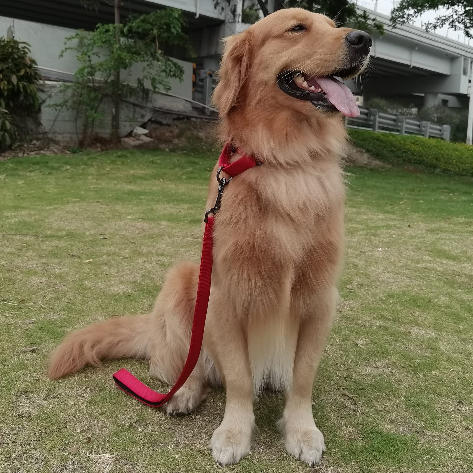 Correa de entrenamiento corto y caminante para perro con nailon resistente y mango acolchado suave (60,9 cm, chili pimienta)