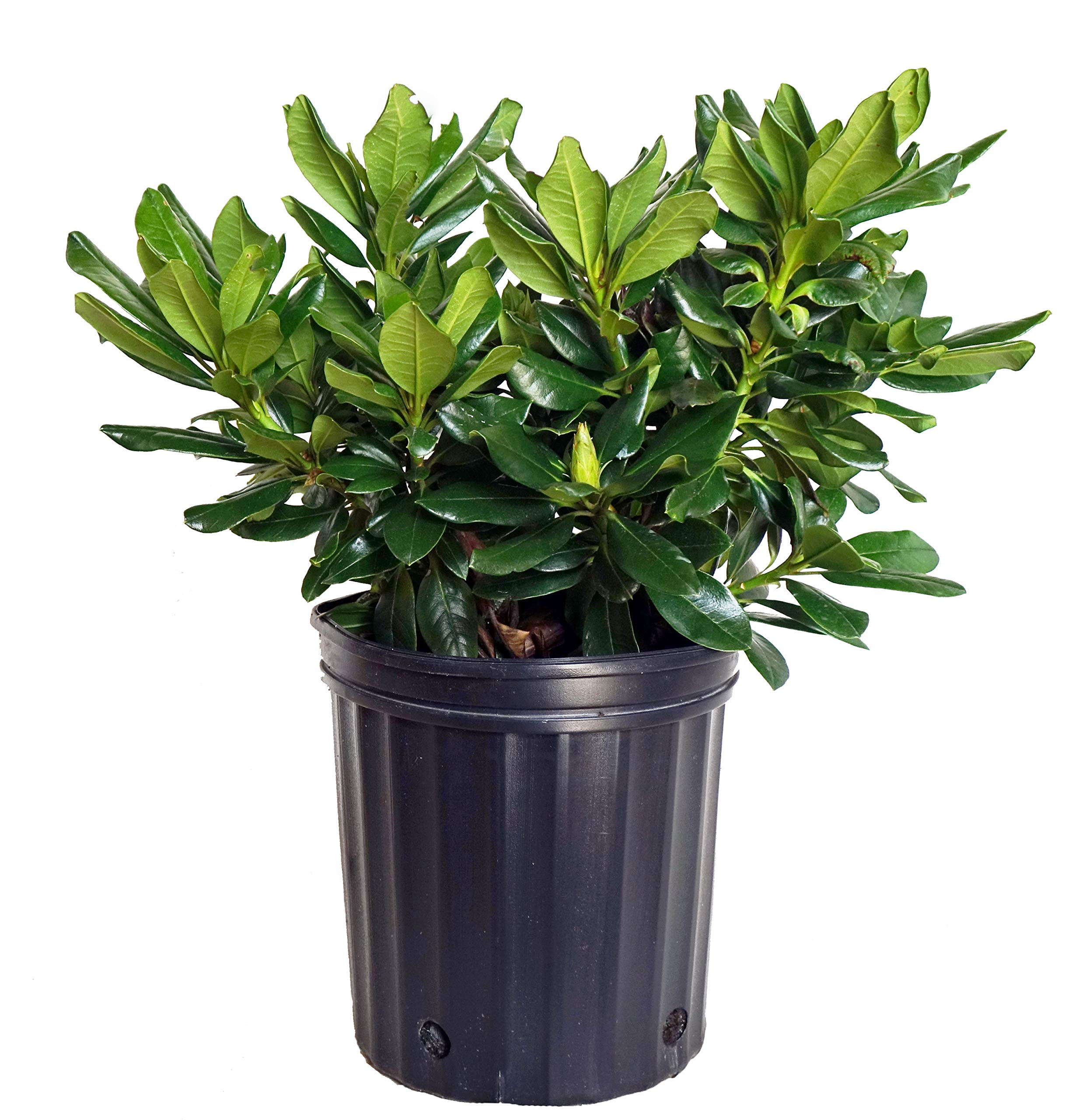 Rhododendron yak. Miyama 'Gold Prinz' (Rhododendron) Evergreen, antique mango flowers, #2 - Size Container