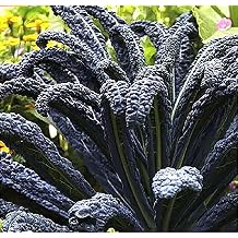 Black Magic Dinosaur Kale Seeds - 2 Feet Long Leaves - Approximately 500 Seeds
