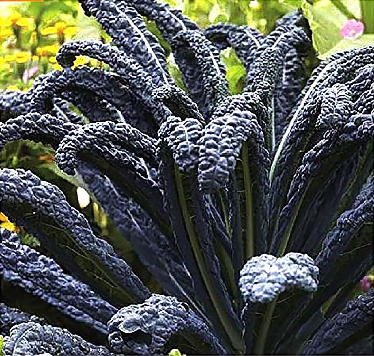 Black Magic Dinosaur Kale Seeds