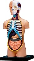 Vista 2 de Modelo de torso de anatomía humana de visión 4D