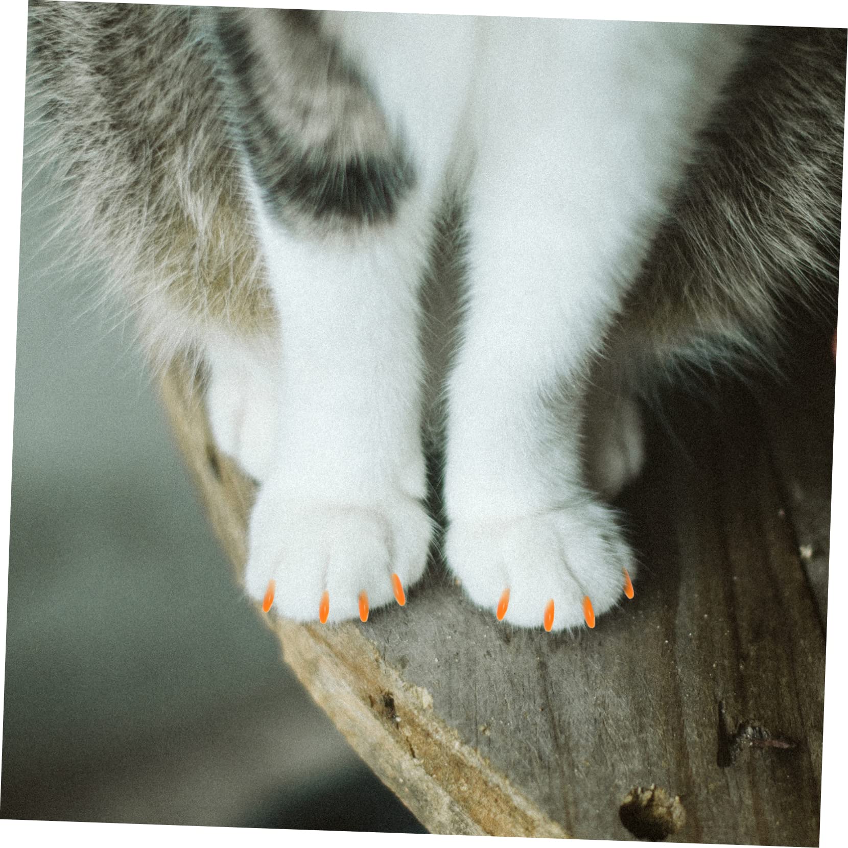 Beavorty 320pièces Couvre- pour Adhésives Griffes pour Animaux De Compagnie Accessoire Pratique Et