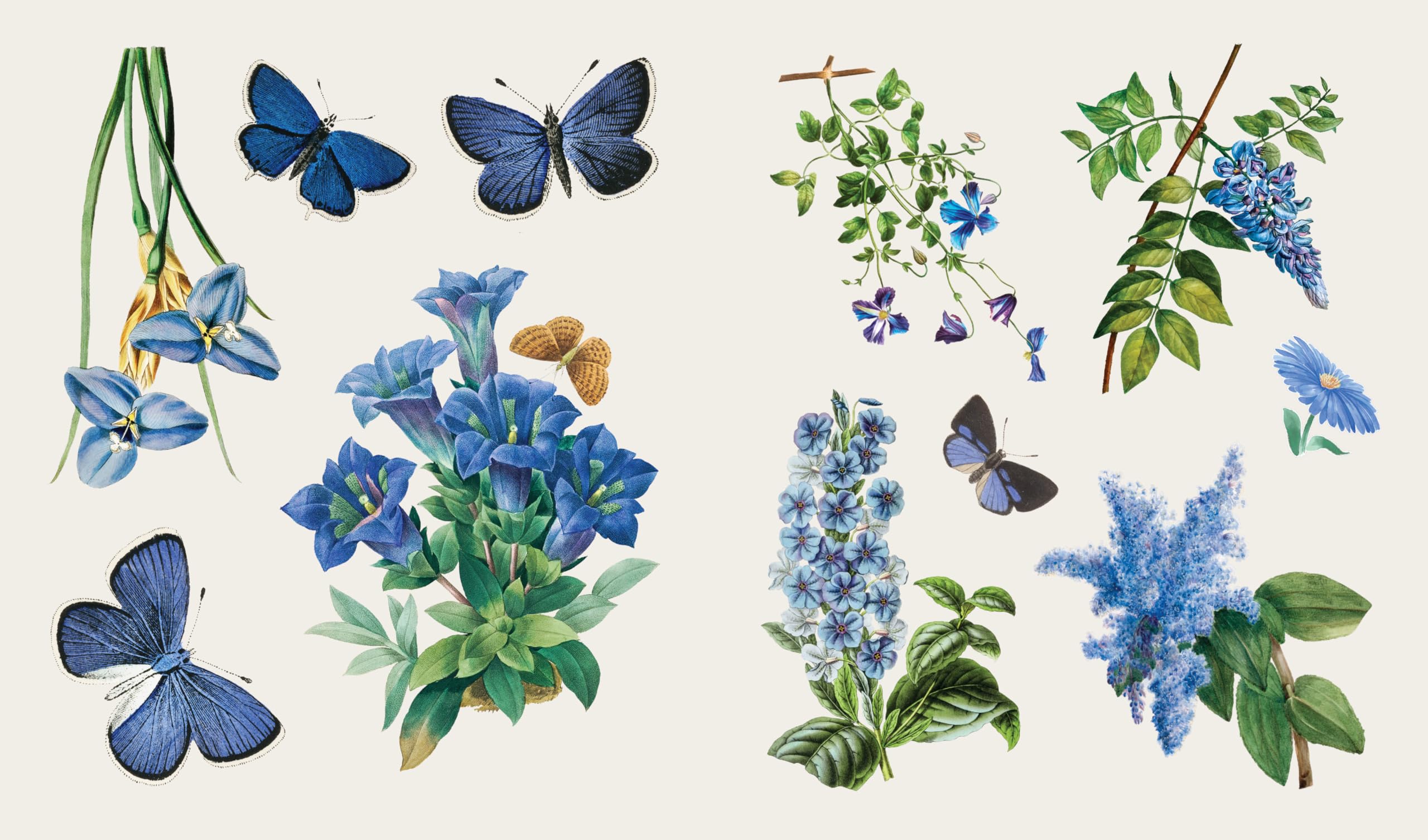 Blooms and Butterflies
