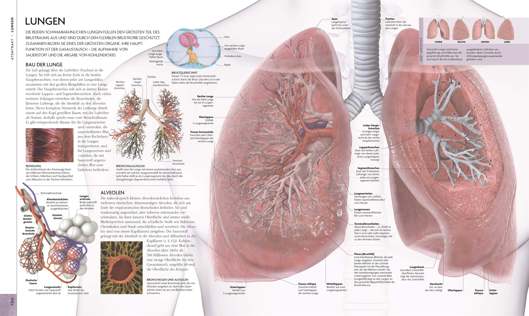 Der menschliche Körper: Bildatlas der Anatomie. Mit interaktivem Bildmaterial zum Download
