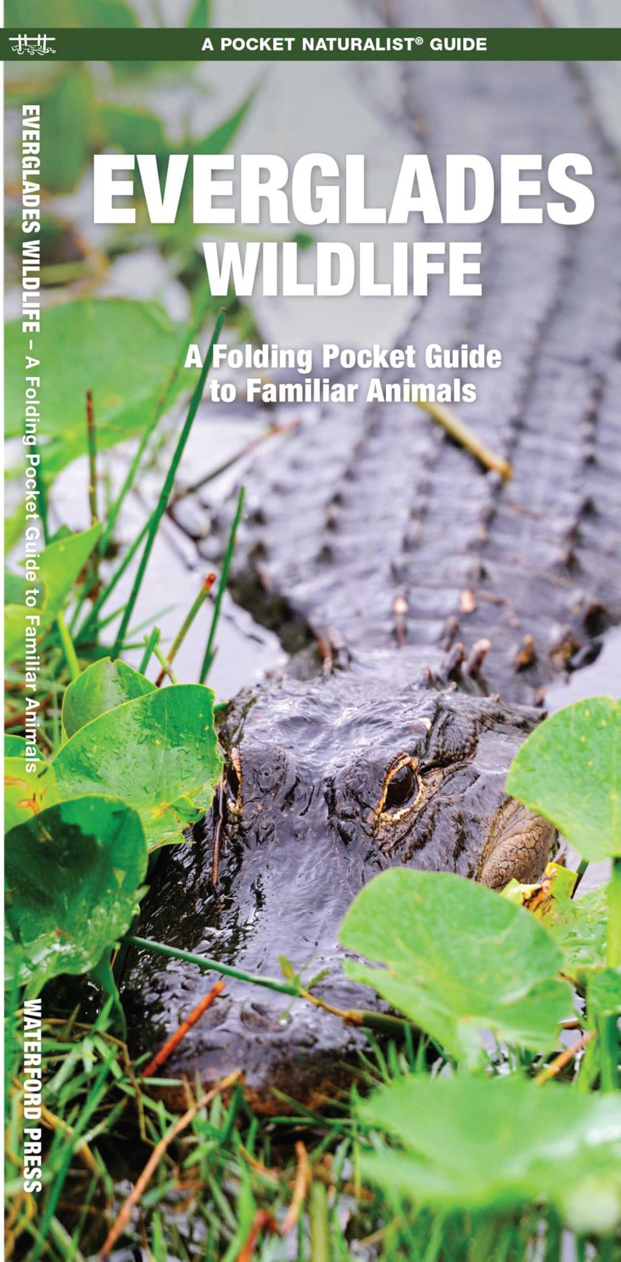 Everglades Wildlife: A Folding Pocket Guide to Familiar Species (A Pocket Naturalist Guide) (Pocket Naturalist Guide Series)