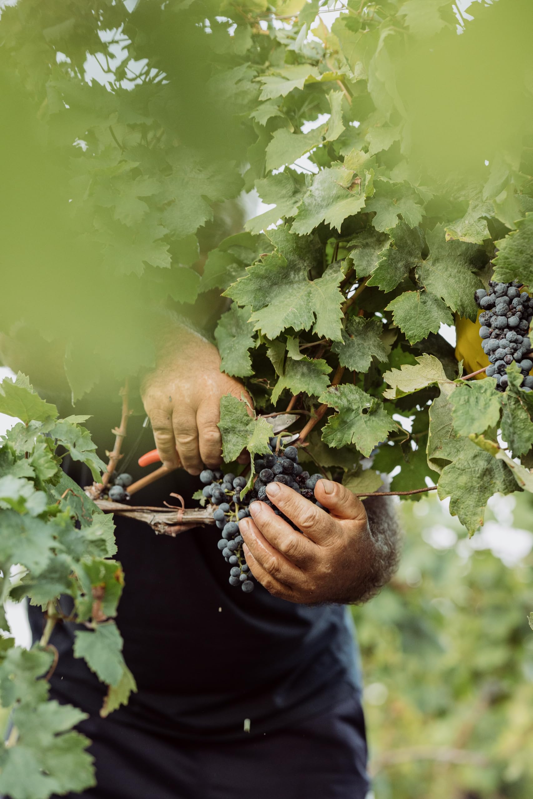 Primitivo Susumaniello Puglia IGT 14 Contessa Marina Apulien Rotwein halbtrocken (6 x 0.75l)