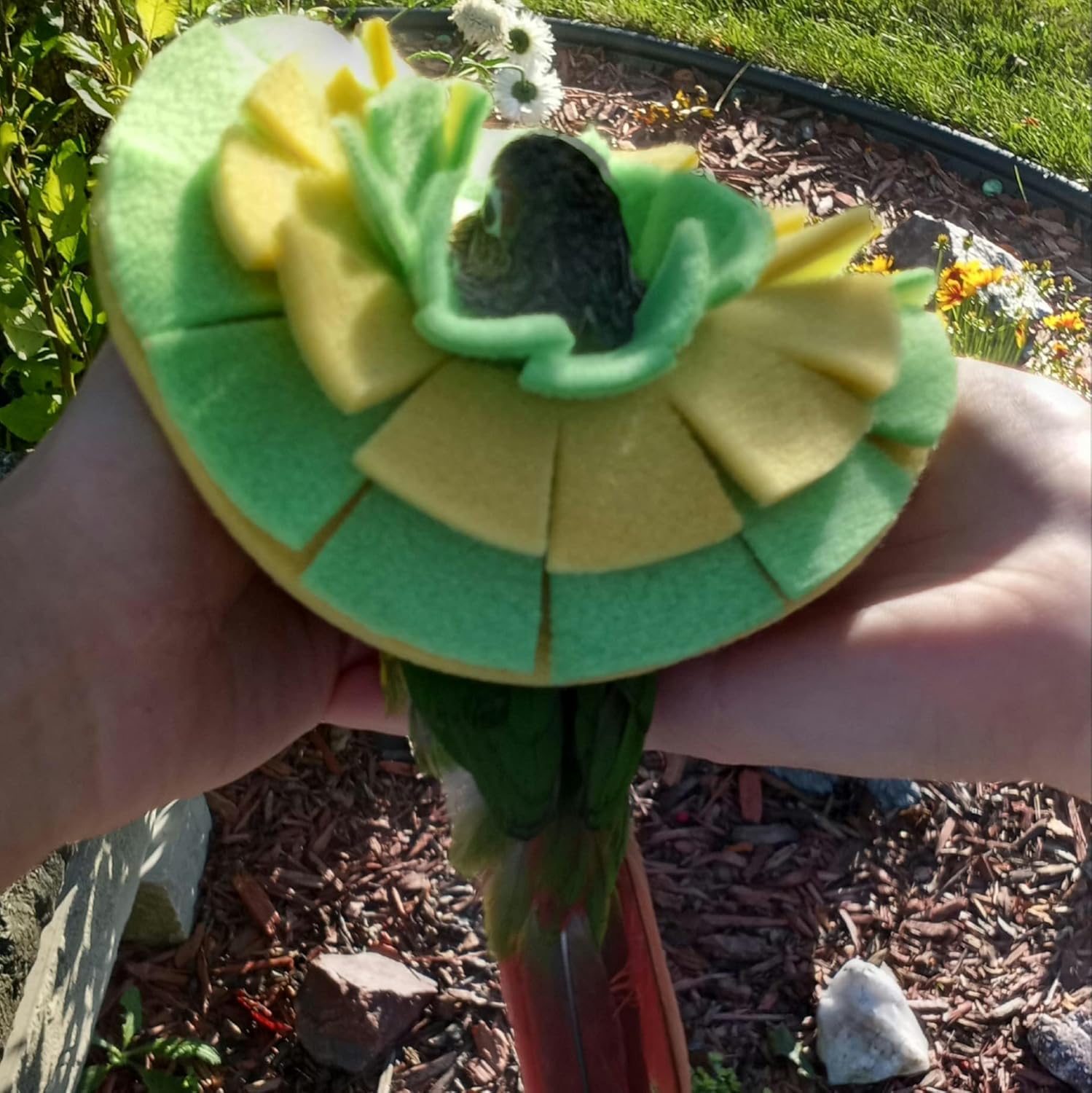 Soft Bird Collar for Green Cheek Conure, Cockatiels, and Pigeons