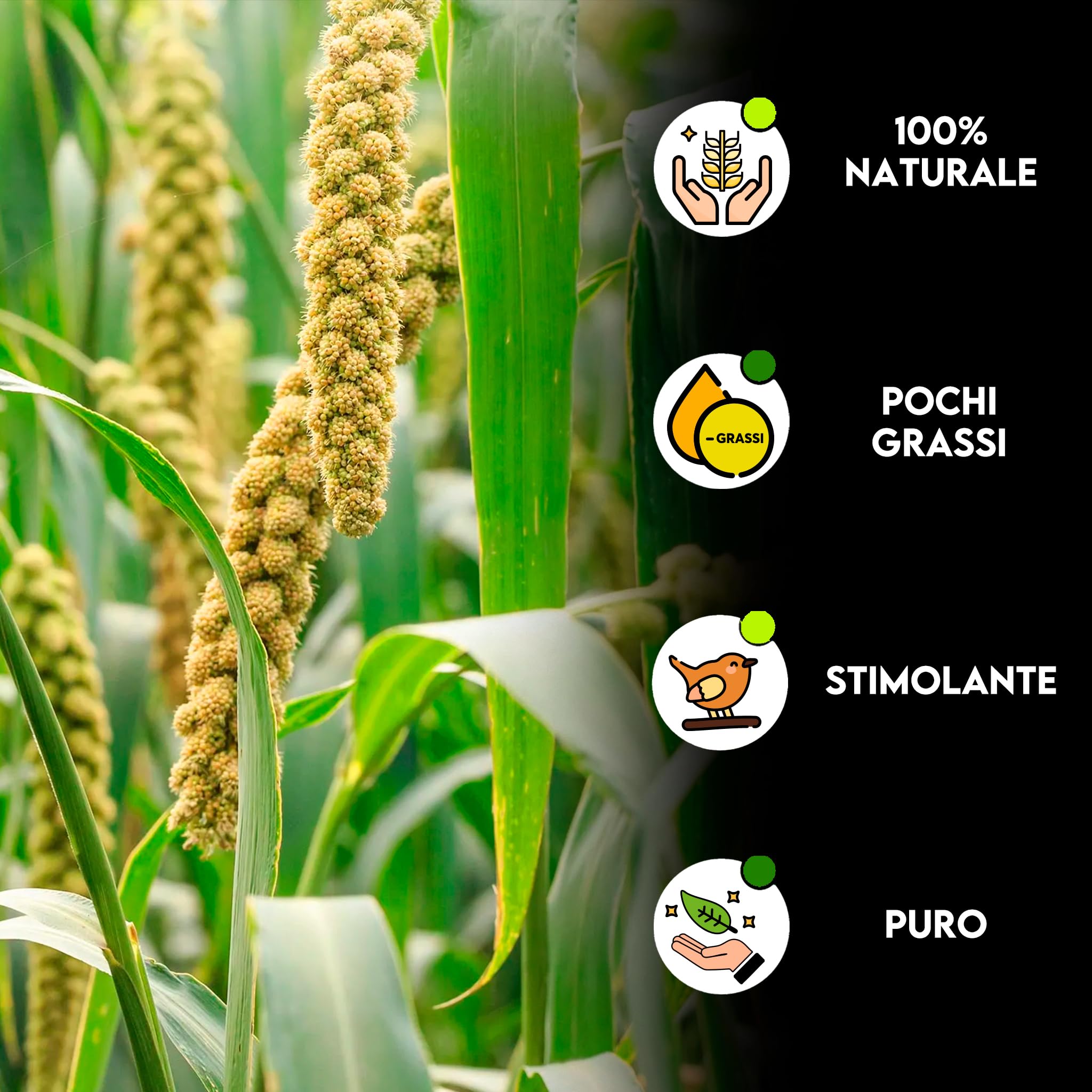 ZOMAPET spighe di panico per pappagalli 1Kg, mangime pappagalli naturale ideale anche per cocorite e uccelli esotici - Made in italy
