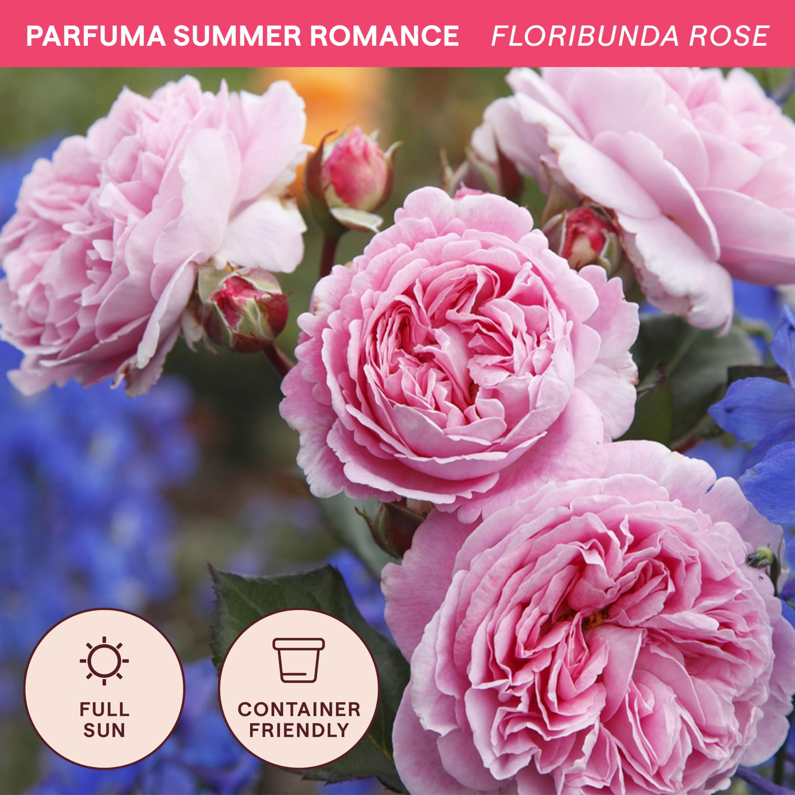 Amazon.com : Heirloom Floribunda Roses, Live Own Root Plant