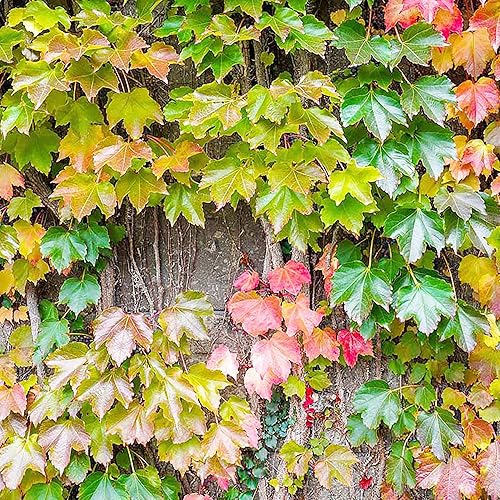 Miniatura 2 de YEGAOL Garden - Semillas de hiedra de Boston Parthenocissus Tricuspidata perenne trepadora de vid perenne de frutas y bayas que atraen pájaros,