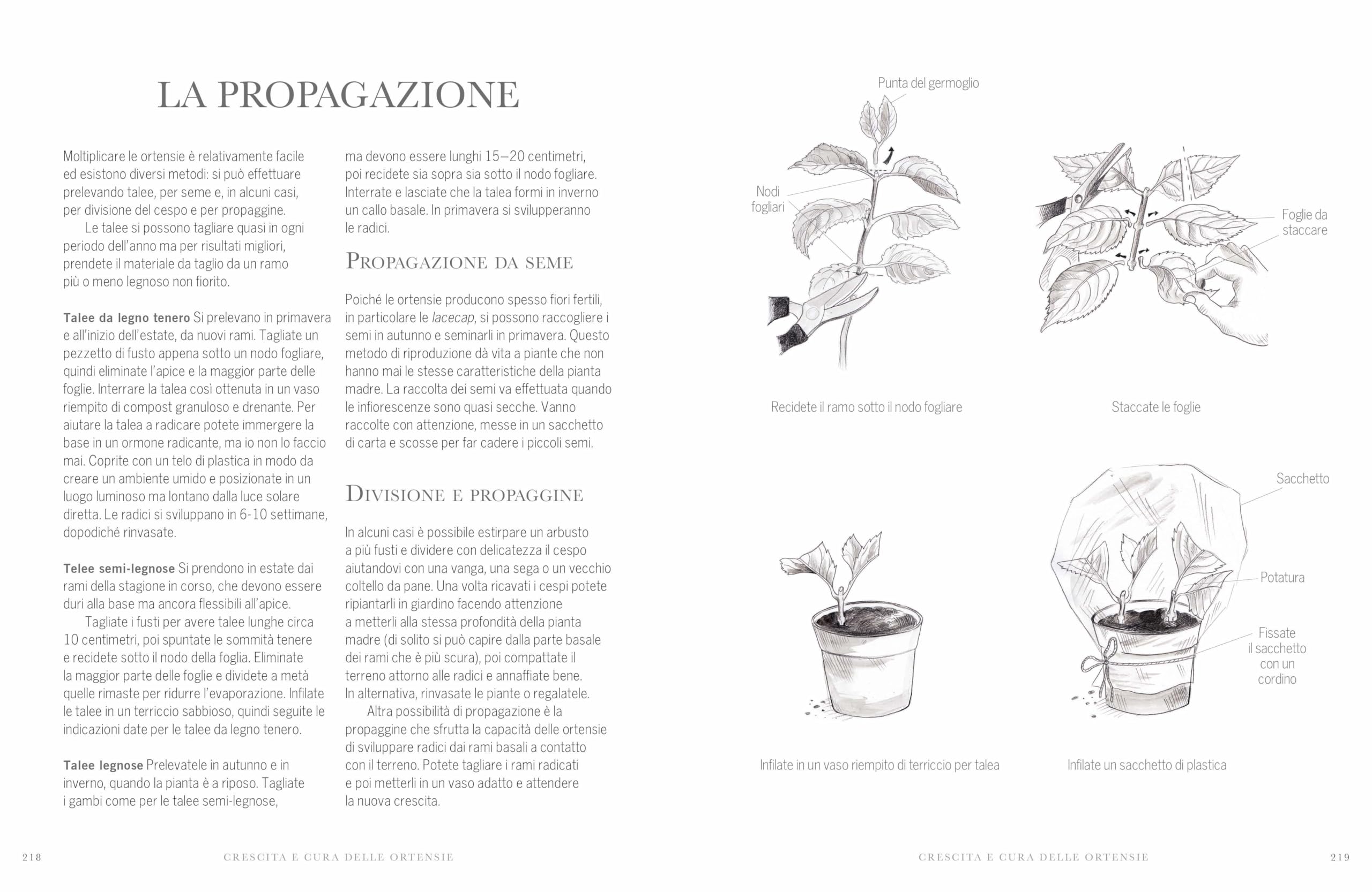 Ortensie. Le più belle varietà per casa e giardino