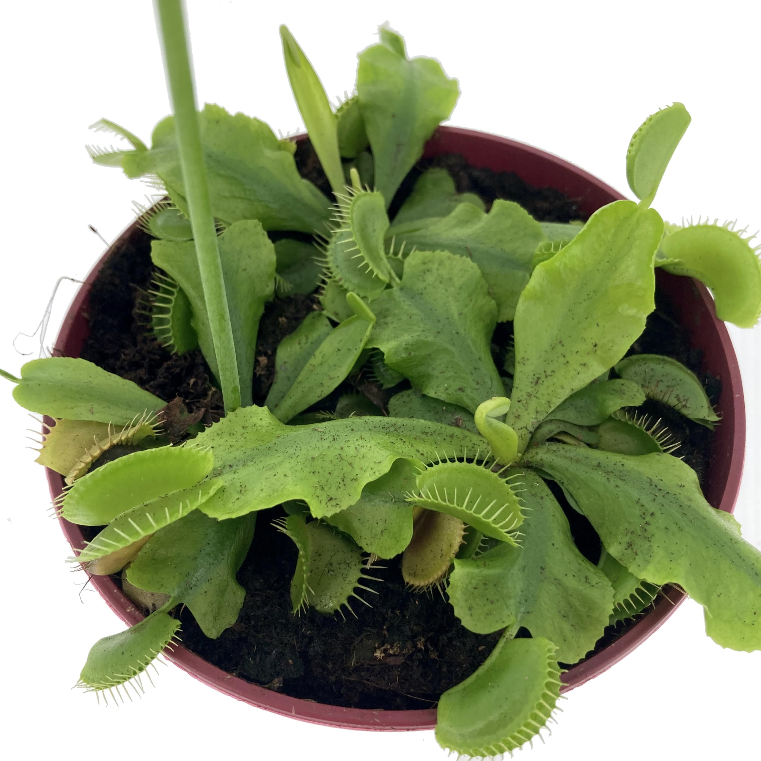 KENTIS - Dionaea Muscipula - Venere Acchiappamosche - Pianta Carnivora Vera Mangia Insetti - Piante Antizanzare da Esterno - Vaso Ø 12 cm