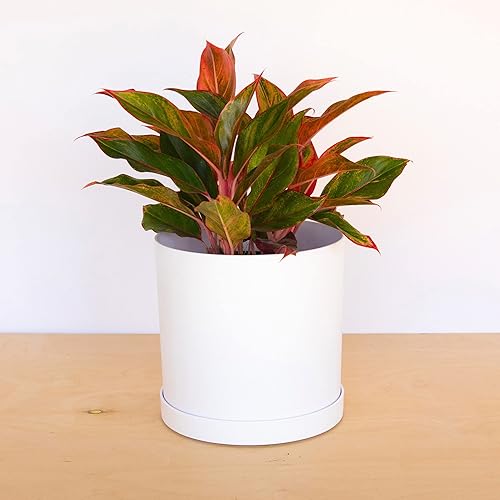 Miniatura 5 de Bloem Mathers - Maceta redonda con bandeja para platillo 12 pulgadas, diseño moderno, maceta de plástico duradera, platillo extraíble, para uso en