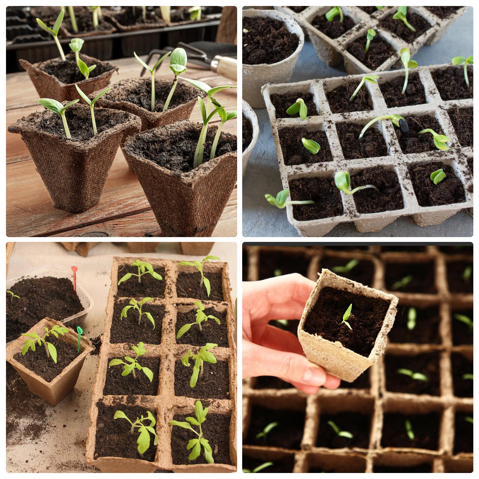PORFOYO Lot de 50 pots de culture, 600 cellules, biodégradables, en carton, sans tourbe, avec 50 étiquettes et outils