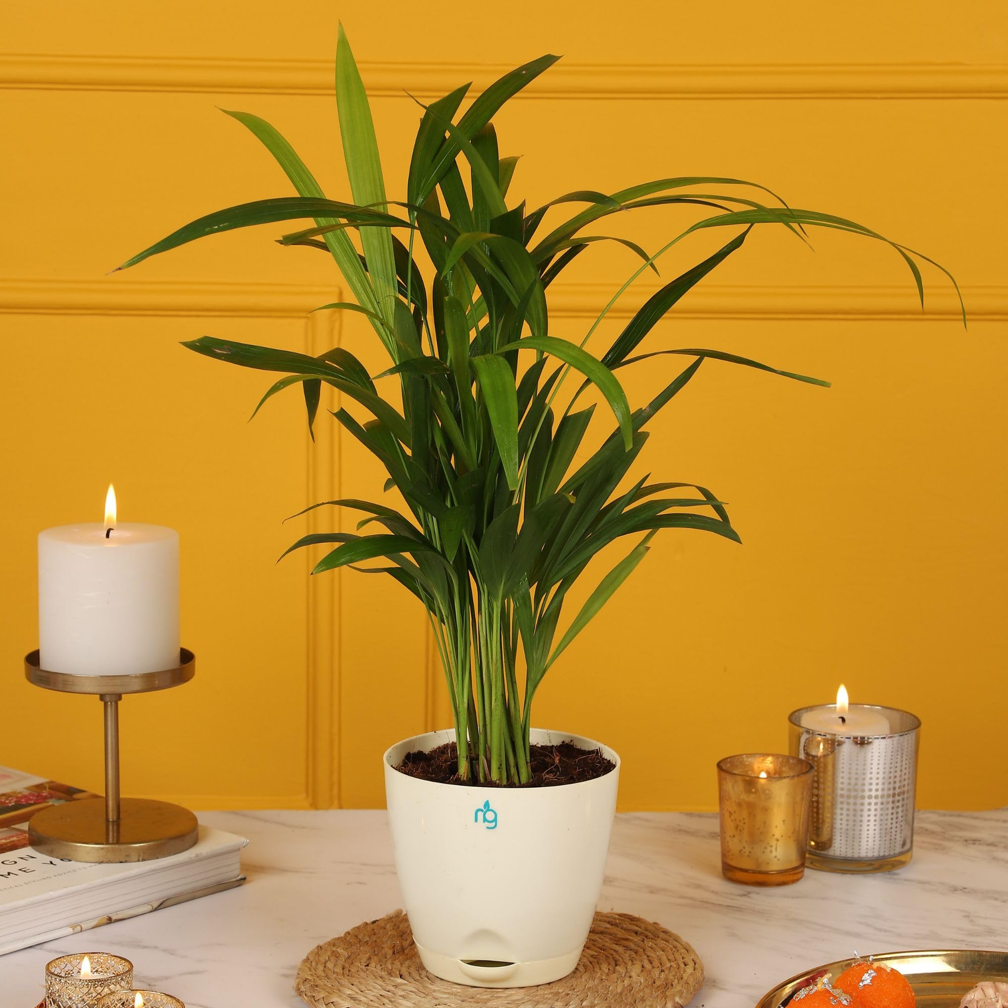 Nurturing Green® Air Purifying Live Areca Palm Plant in Ivory Self Watering Plastic Pot (Size: 4.5 Inch Wide*4.33 Inch High)| Indoor Plants for Living Room | Live Plants With Pots (B0D8FVD19J) Amazon Price History, Amazon Price Tracker