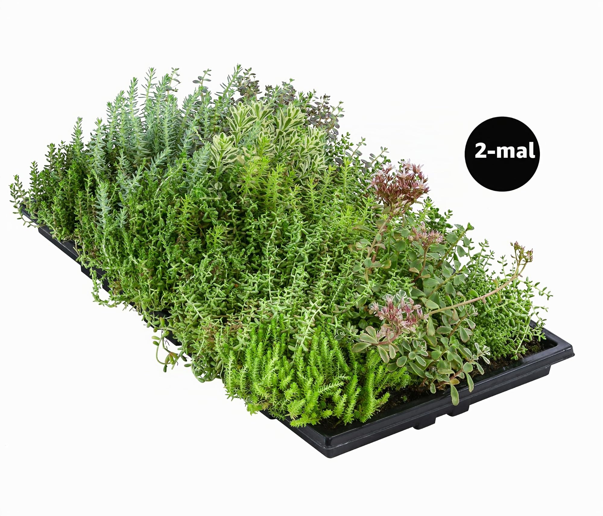 Dehner Pflanzenmatte für Dachbegrünung, 2er Set, je 50 x 30 cm, 4-8 kg