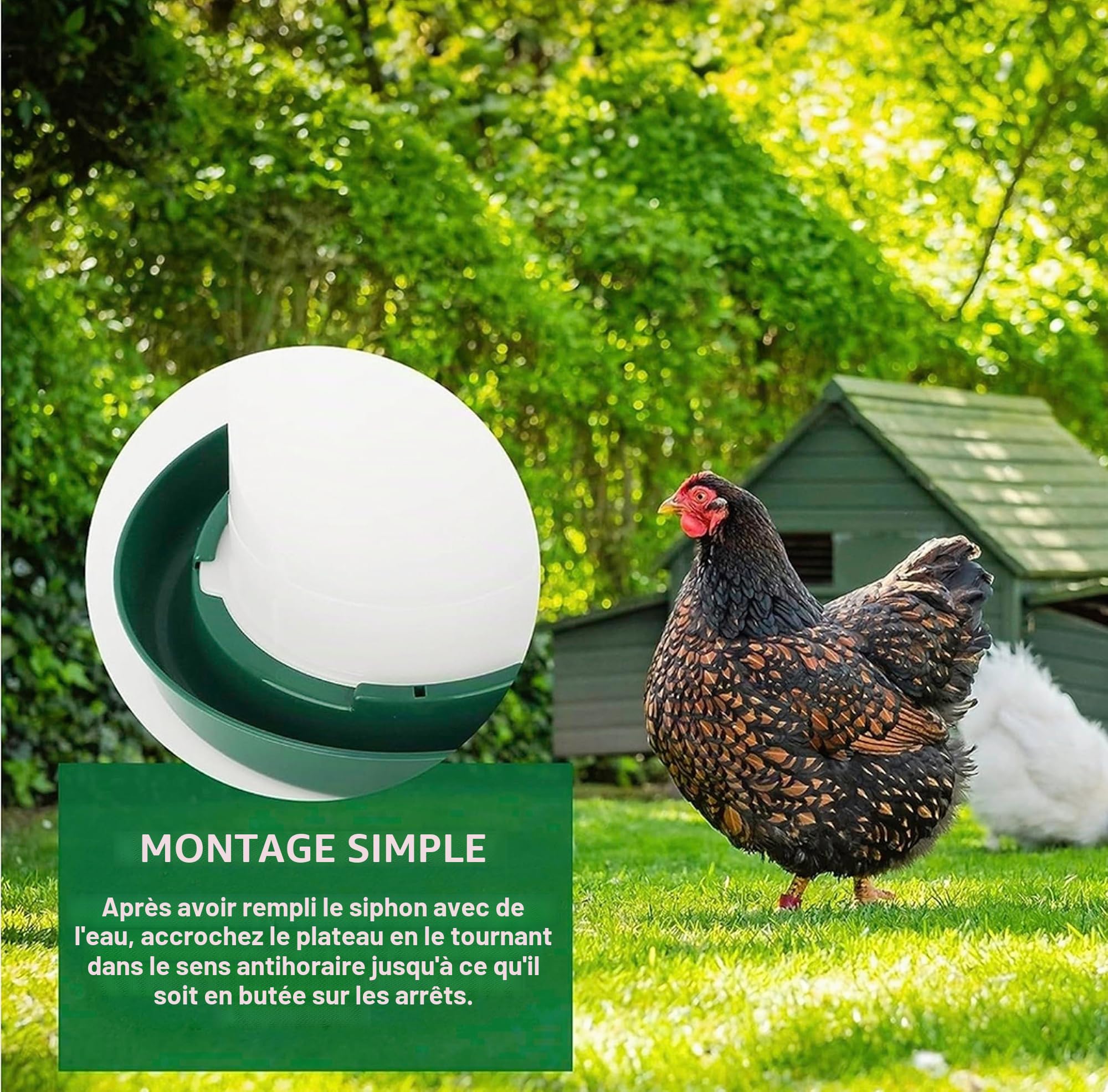 Mangeoire pour Poules 4 kg et Abreuvoir pour Poules 6 L – en Plastique Transparent résistant – Pieds Amovibles