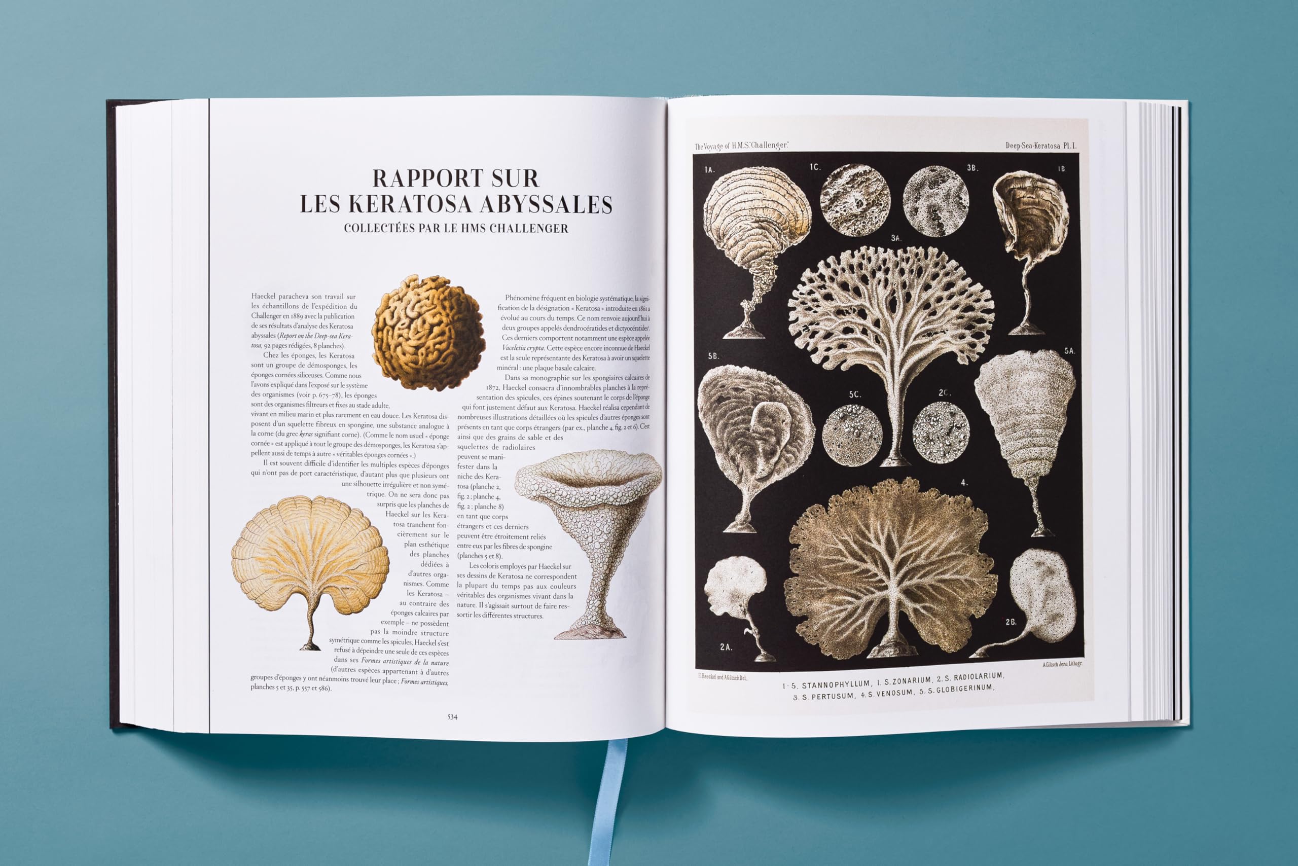 The Art and Science of Ernst Haeckel