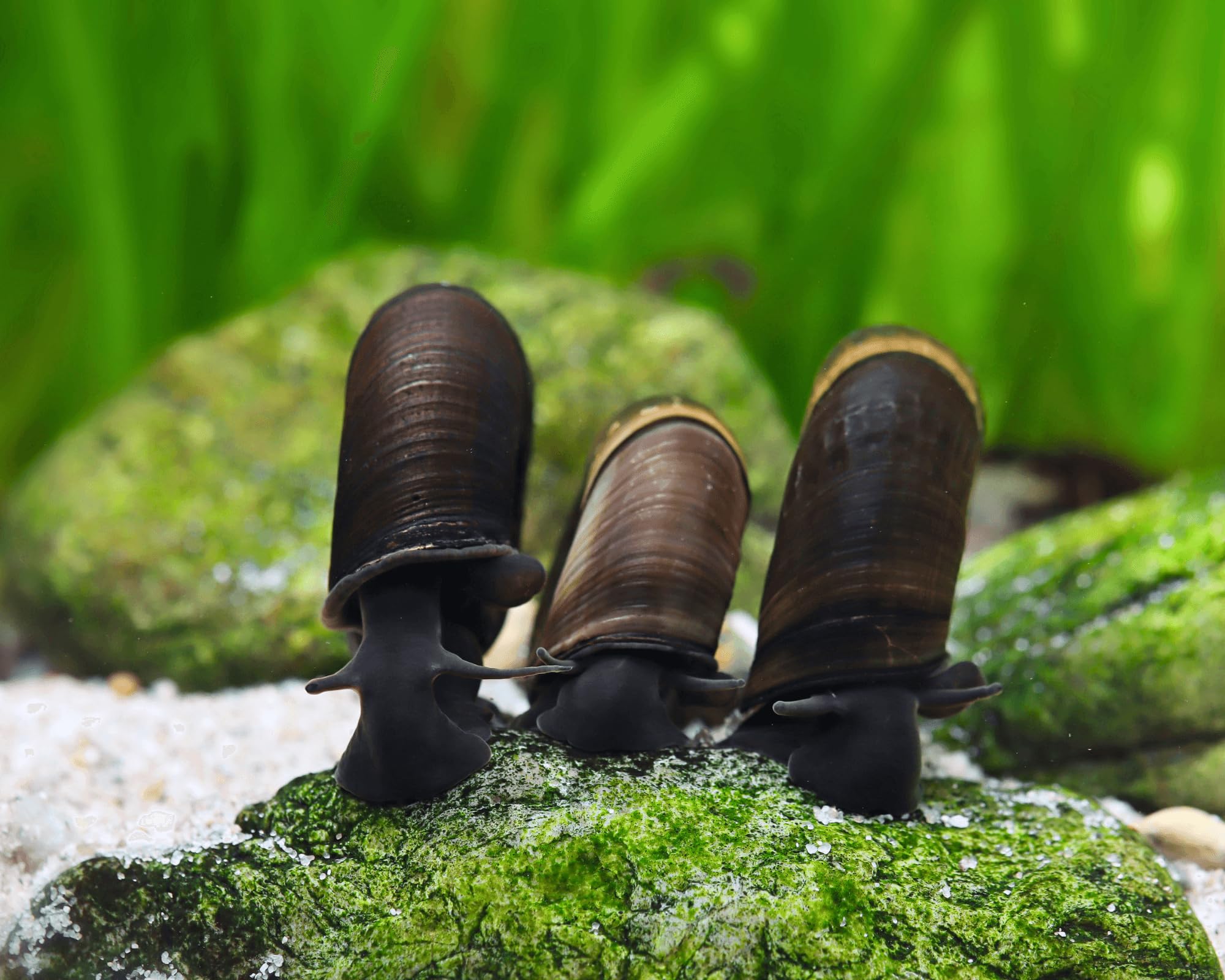 Garnelio 10x Teich Posthornschnecke - Planorbella duryi duryi - braune Posthornschnecke als Algenfresser & Putztrupp - friedliche Aquariumschnecke & Teichschnecke gegen Algen