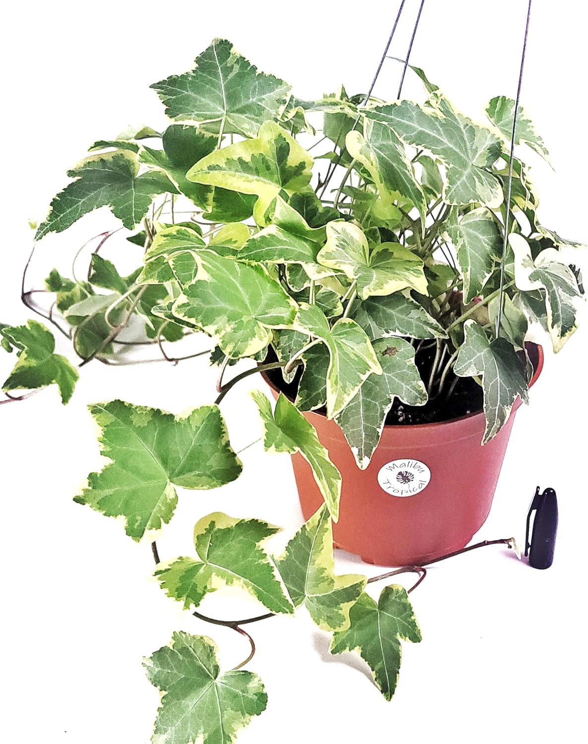 English Ivy Live Plant 6" Pot Hanging Basket Gold Child - Healthy Hedera Helix Common Ivy Indoor/Outdoor - Easy Care Houseplant (Ships from California)