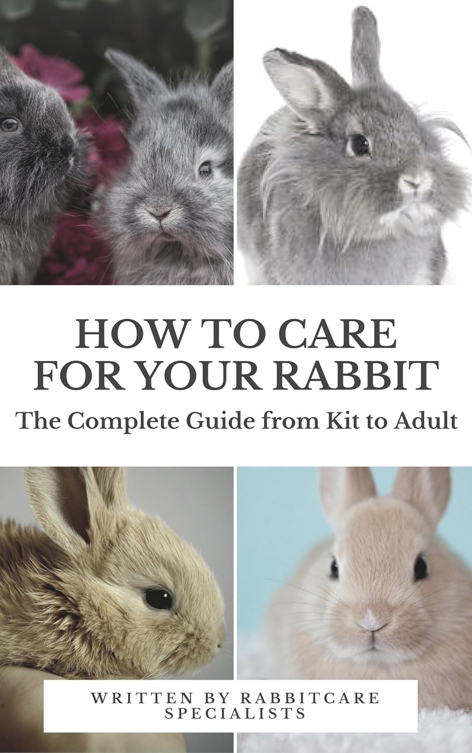 How to Care for Your Rabbit The Complete Guide from Kit to Adult A