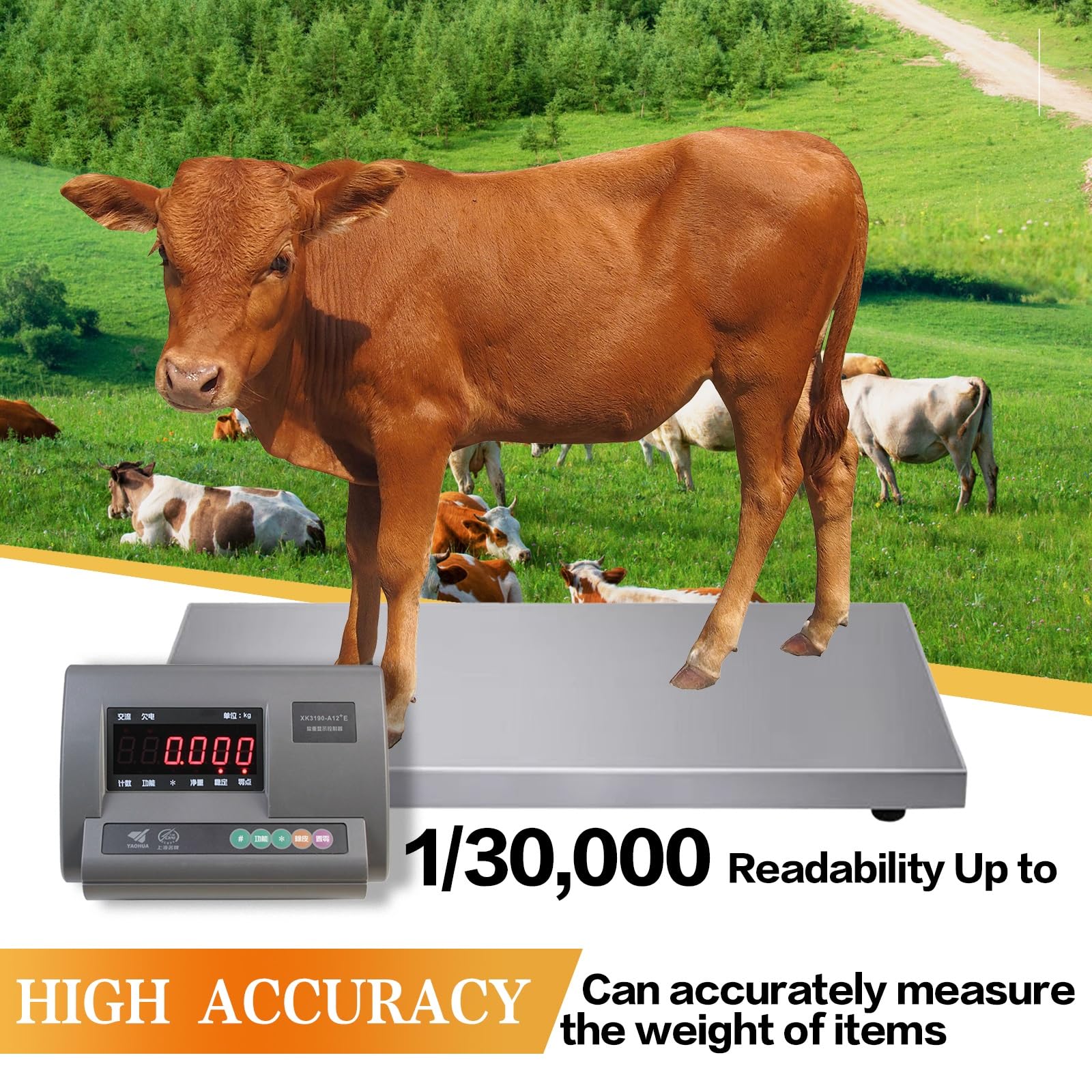 Bilancia Zootecnica Digitale Alta Precisione 11000LBS, 4 Celle di Carico, LED Display, Scatola Impermeabile Acciaio Inox per Bovini Suini Ovini