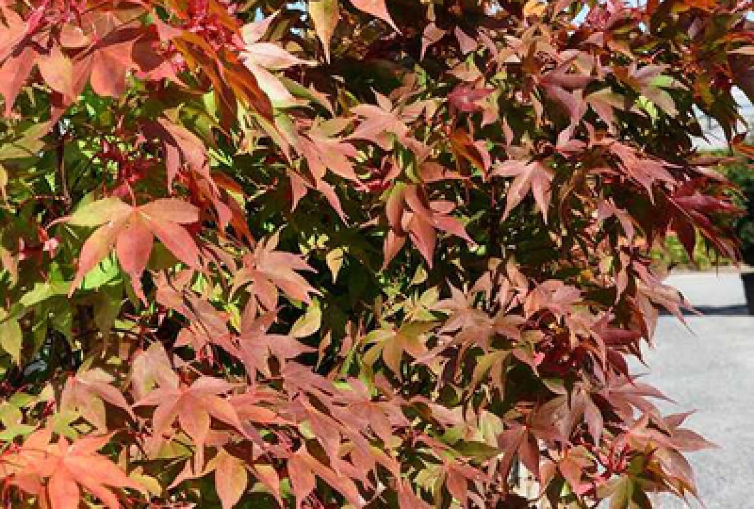 Acer palm. 'Osakazuki' - Erable Du Japon,Érable Palmé Osakazuki' 60-80 cm en pot