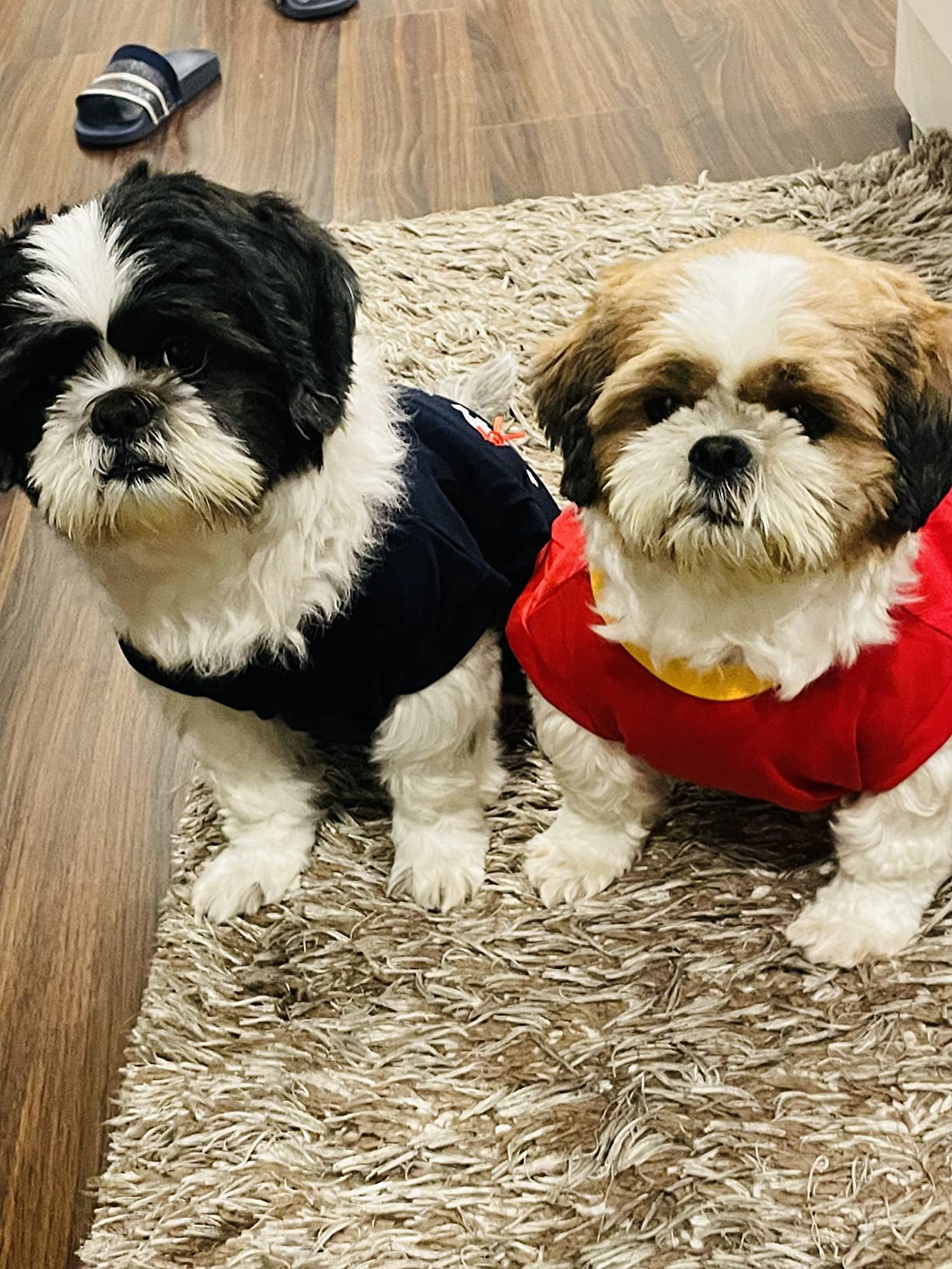 Golden Tails Printed Tshirts for Dogs and Cats Dog Shirts Costumes Pet T-Shirts - Red and Navy Blue (Medium 16") Set of 2 Tshirts,Cotton 4