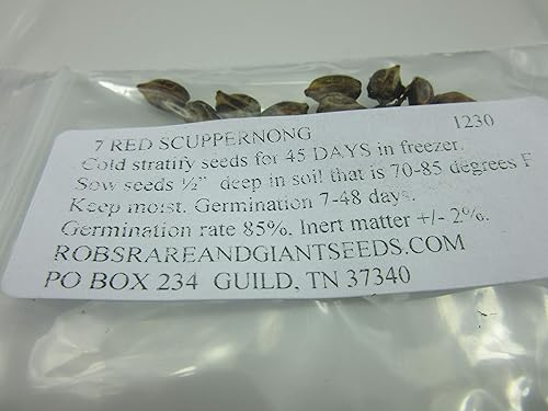 Miniatura 2 de 1230-Scuppernong Red Tame (Vitis rotundifolia) Semillas de Robsrareandgiantseeds UPC0764425789130 Sin OMG, orgánicas, plantas históricas, muscadine,