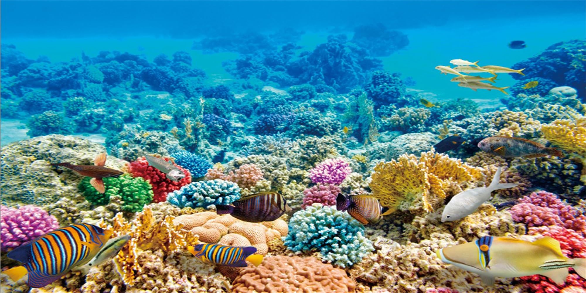 MIRRORANG 120x50cm Undersea Theme Aquarium Background Colorful Coral Tropical Fish Underwater World Fish Tank Background Durable Vinyl Background โ image 1