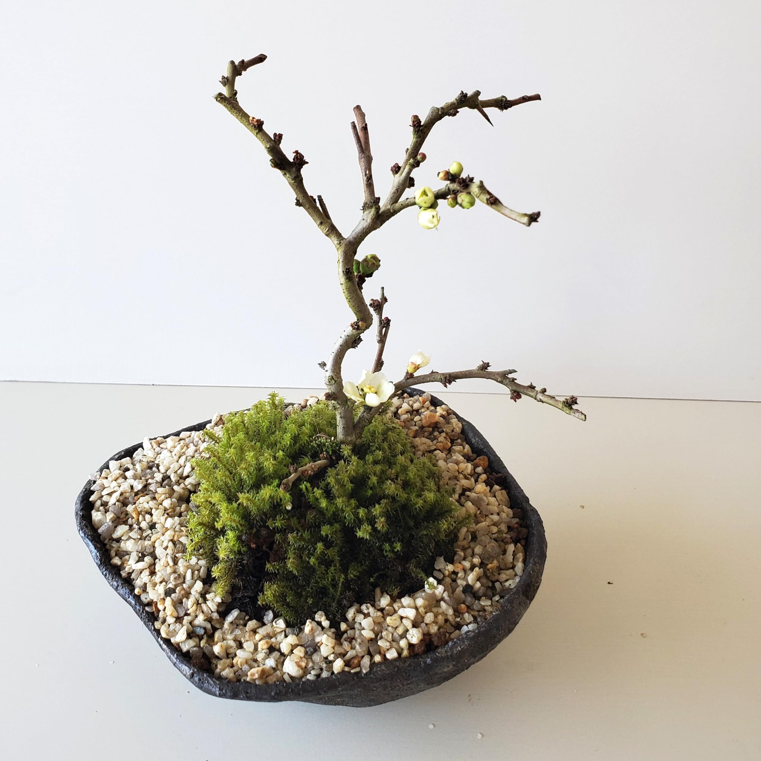 小品盆栽、長寿梅、株立ち作り、花、花芽付き 目立った傷や汚れなし