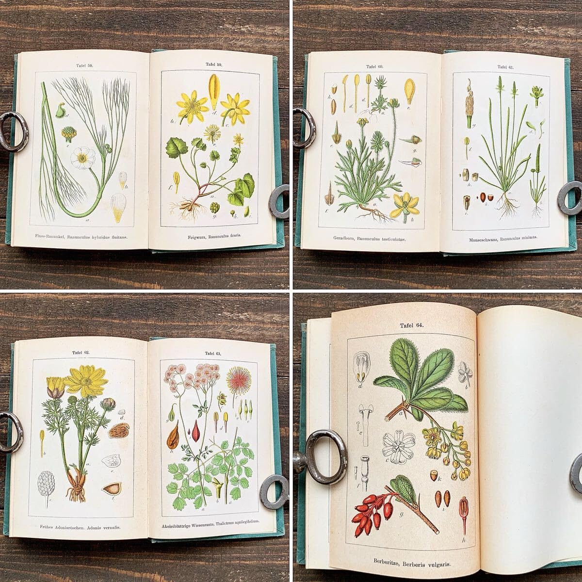 イギリスの古い植物図鑑　1960年代 イギリスの古い植物図鑑 1960年代 イギリスの古い植物図鑑 1960