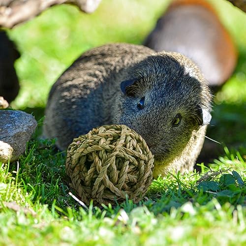 Miniatura 6 de 10 bolas de juego para animales pequeños, juguetes para masticar actividades rodantes, golosinas para conejillos de indias, conejillos de indias,