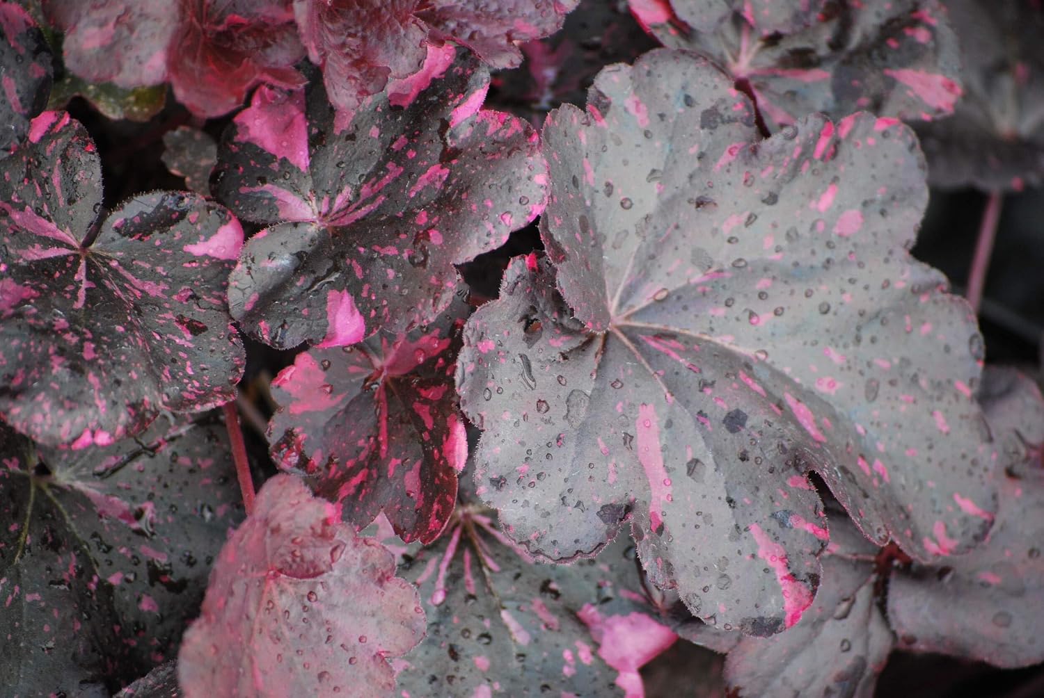 Perennial Farm Marketplace Heuchera x 'Midnight Rose' (Coral Bells) Perennial, Size-#1 Gallon, Pink Speckled Purplish Black Foliage