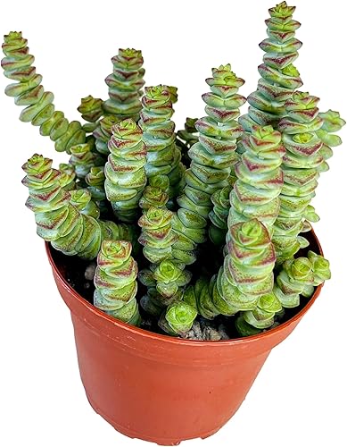 Fatplants - Collar de bebé de Crassula de 4 pulgadas, suculenta viva totalmente arraigada en macetas con mezcla de tierra, planta de casa rara para