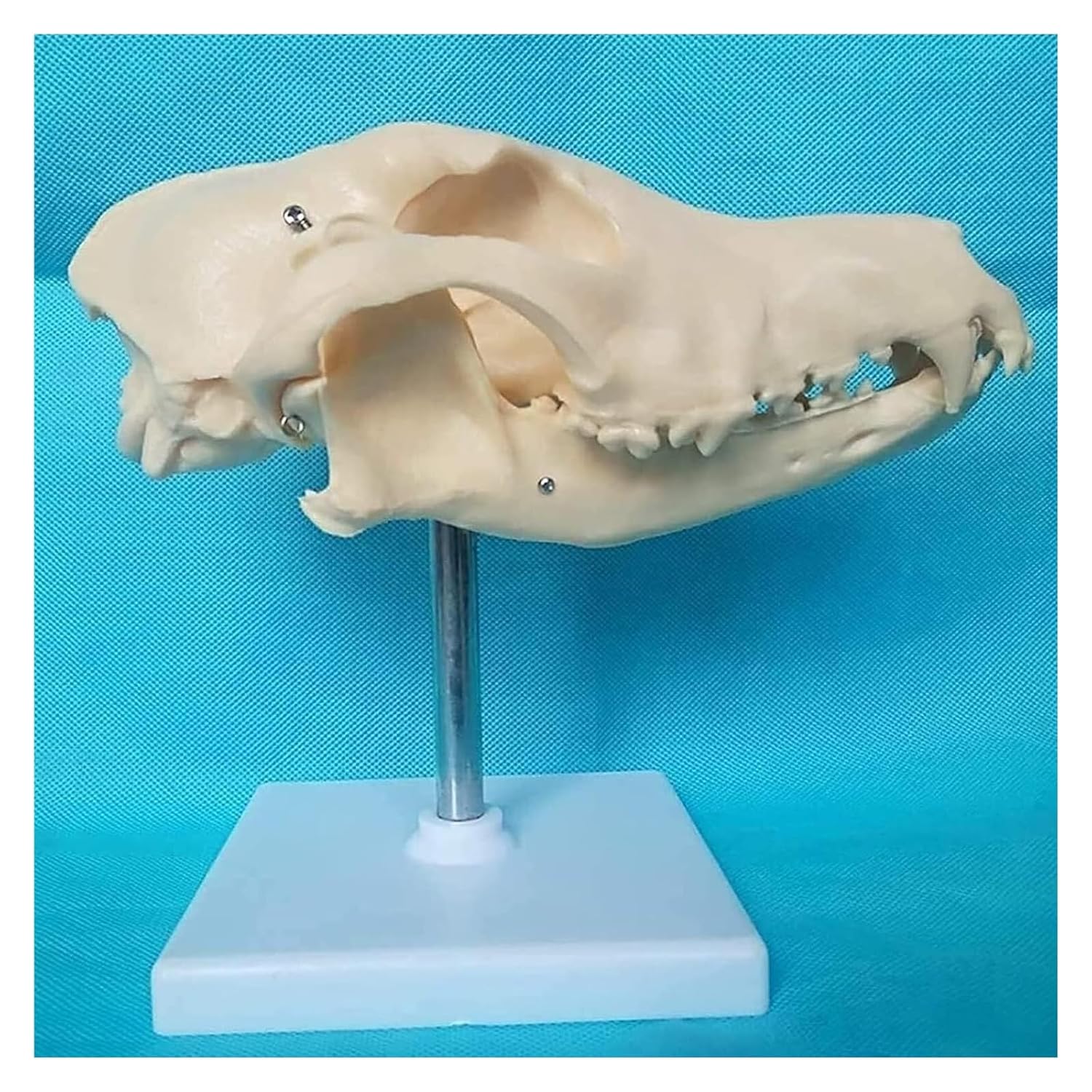 Canine Natural Bone Anatomy Model - Skull Animal Head Medical Skeleton for Veterinary Medicine Teaching