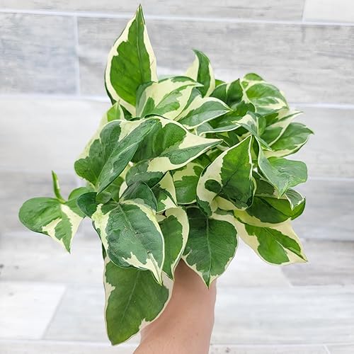 Miniatura 6 de Pothos N'Joy - Epipremnum aureum - Plantas vivas, plantas de interior (maceta de 4 pulgadas) por 3exoticgreen