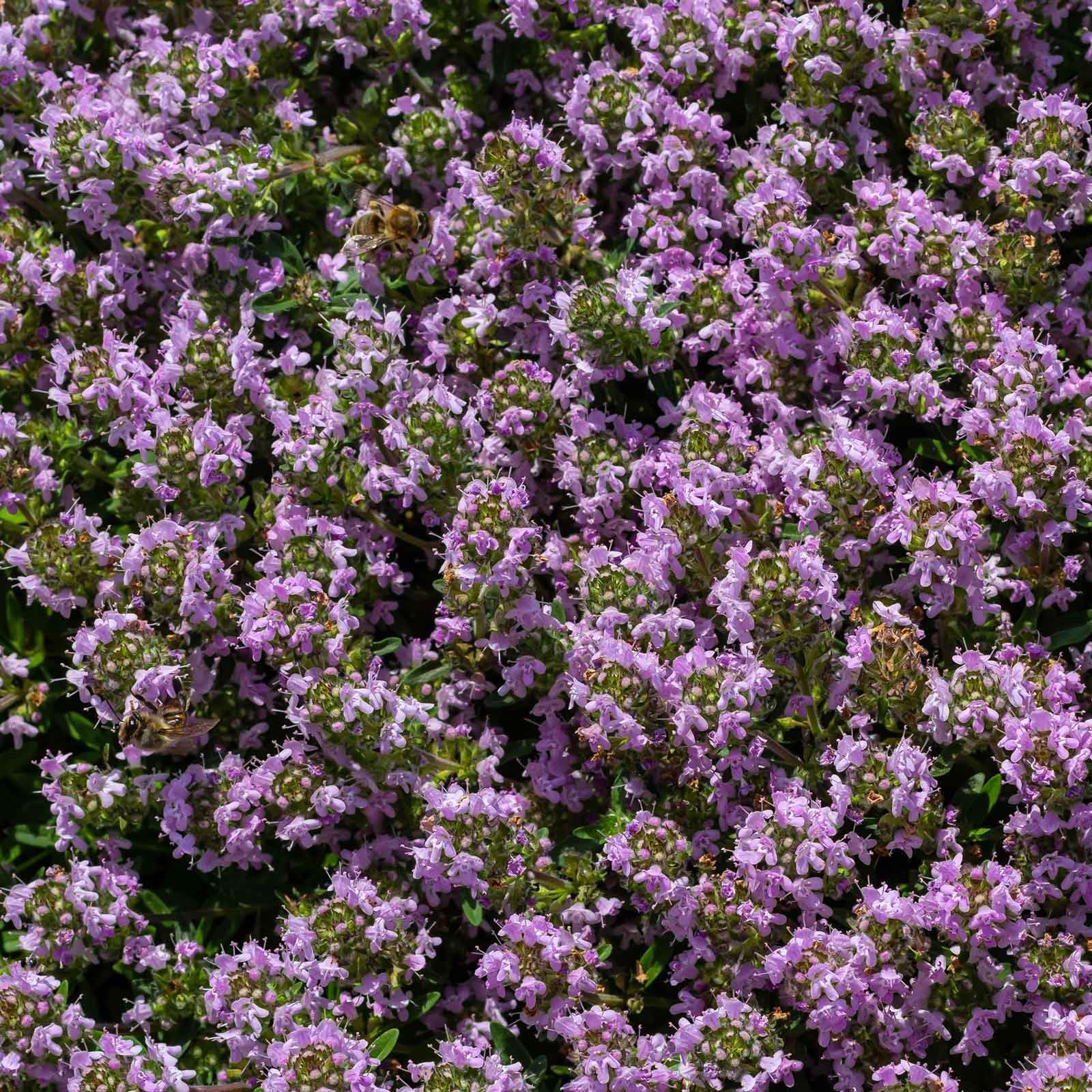 Amazon.com : Eden Brothers Creeping Thyme Seeds, Non-GMO Seeds for